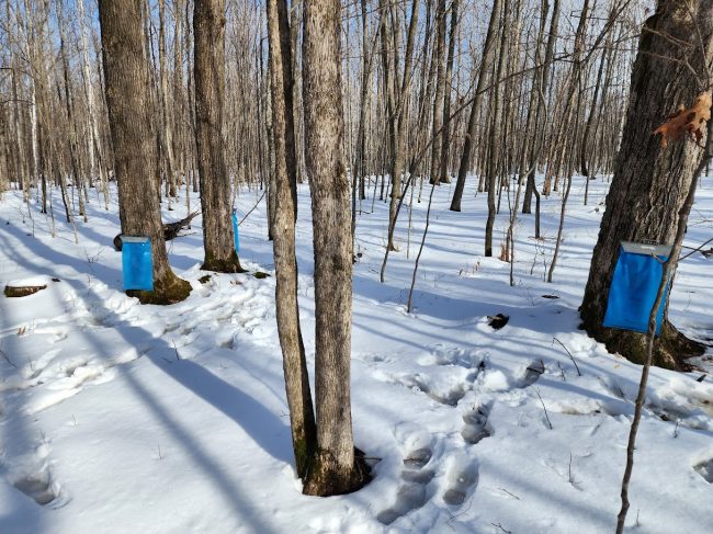 Clover Connections – Winter/Spring 2025
