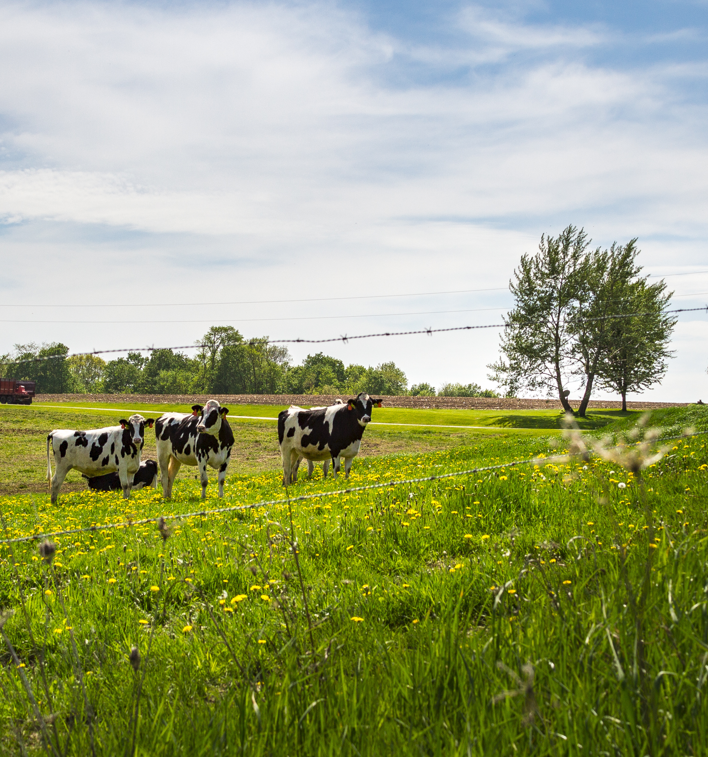 cows grazing in a field