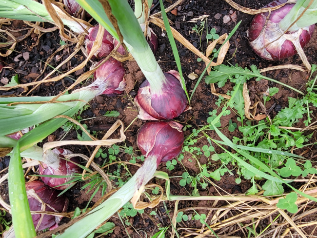onions in dirt close up