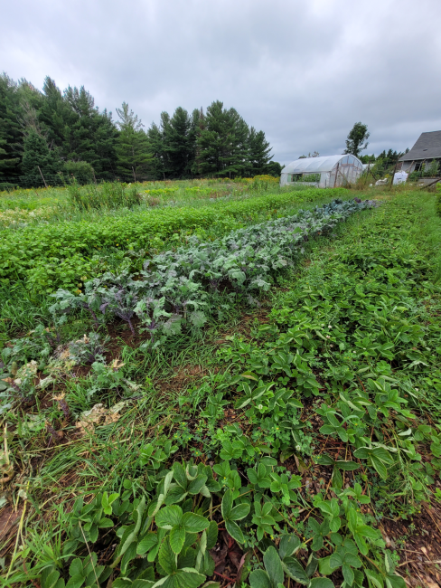 rows of kale