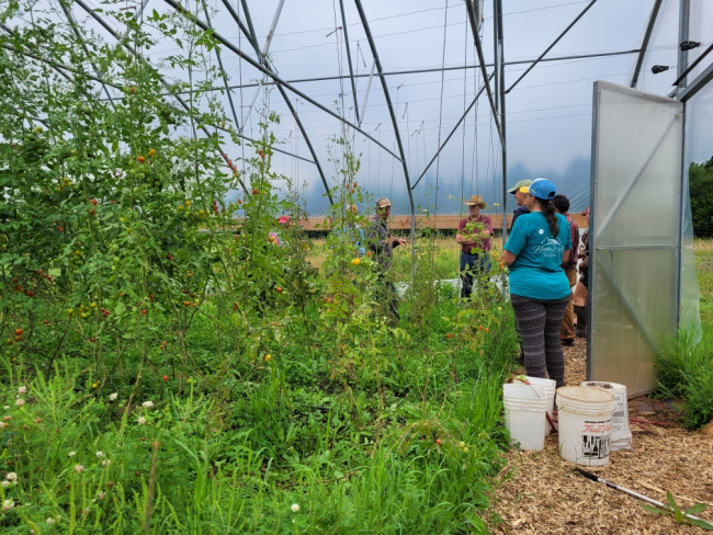 full tomato plants growing inside greenhouse