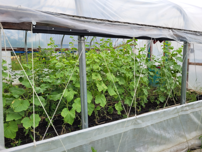 full squash plants