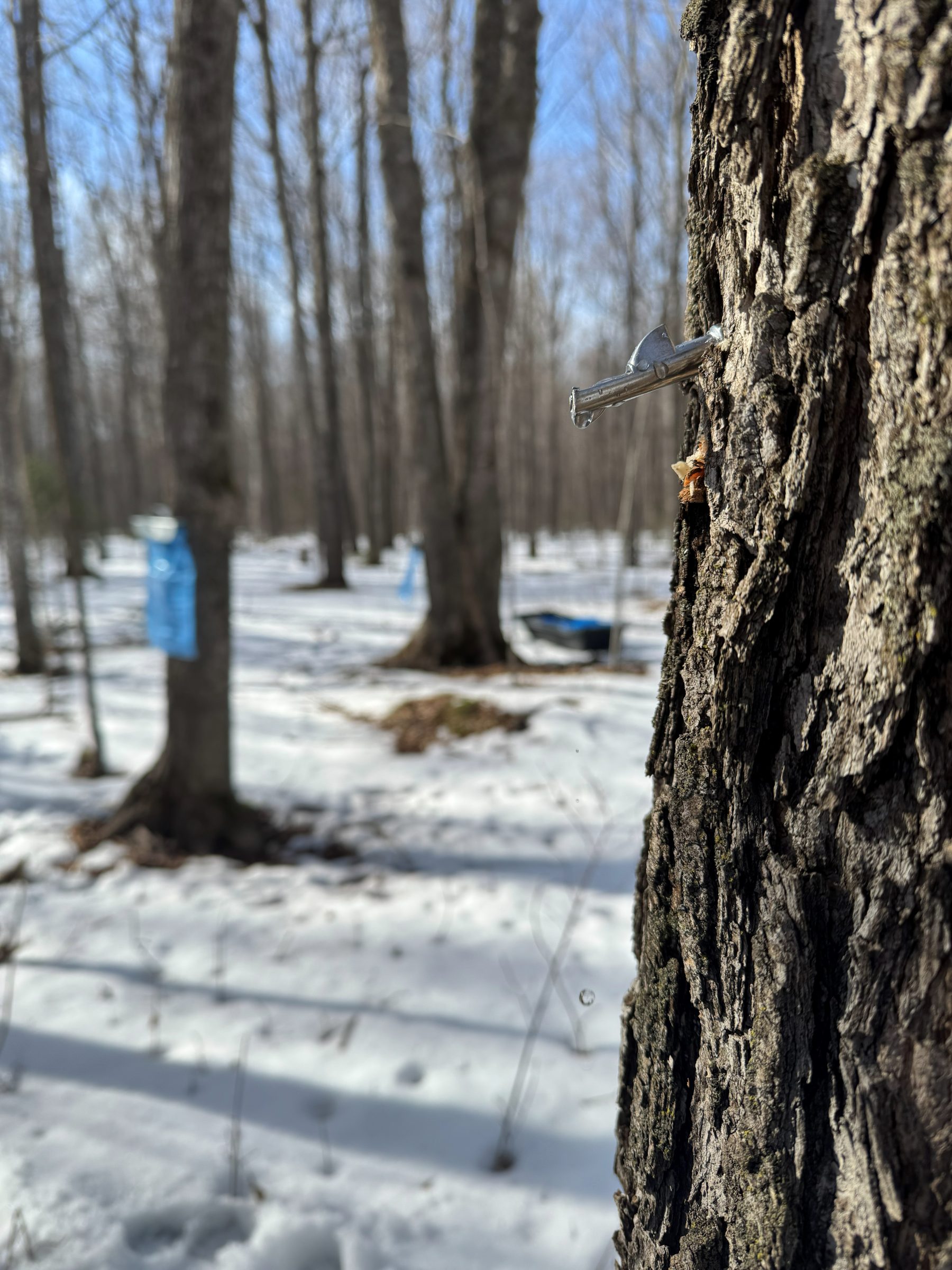 Close up of Maple tree tapped with a metal spile for syrup making.